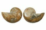 Jurassic Cut & Polished Nautilus (Cymatoceras) Fossil -Madagascar #241132-1